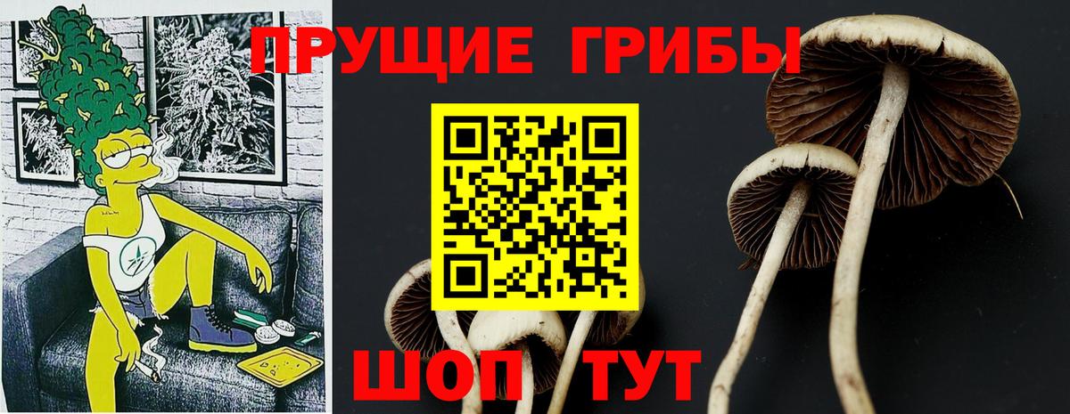 Псилоцибиновые грибы Psilocybe Переславль-Залесский